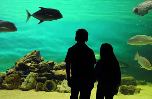 Escape Down 288 Sea Center Aquarium Hatchery Houston Area