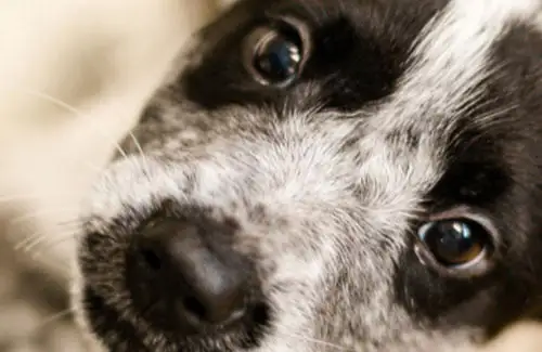 Houston SPCA close up picture of puppy