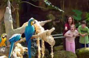 Moody Gardens rainforest area