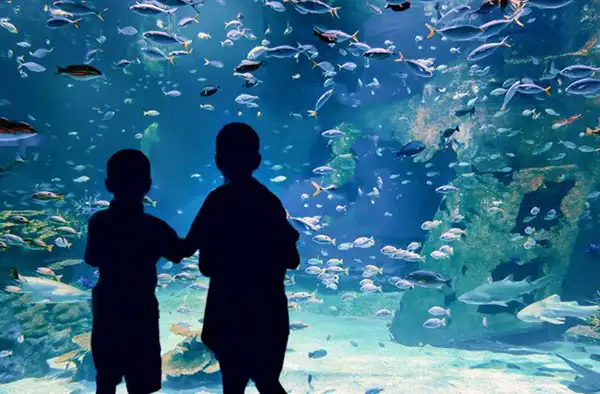 Family fun at the aquarium. Great getaway for a day adventures for the whole family. The 5 Best Family Getaway for the Day Adventures in the Houston Area