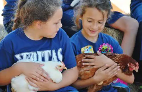 Children Education Animals Blessington Farms Houston Area Family Friendly