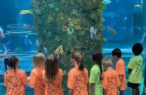 Group of kids gathering in front of aquarium glass to explore sea life while at Moody Gardens summer camps and homeschool program.