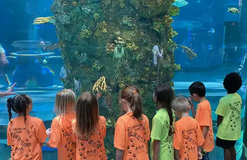 Group of kids gathering in front of aquarium glass to explore sea life while at Moody Gardens summer camps and homeschool program.