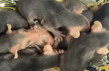 Rescued baby opossums piling on top of each other at the Houston Humane Society Wildlife Rescue Center TWRC.