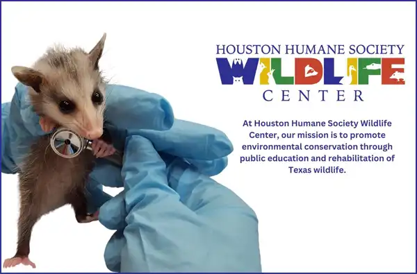 Intro image to Interview: Houston Humane Society Wildlife Center TWRC blog article with small opossum in the hands of someone.