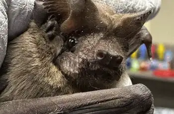 Rescued bat in the hand of a Houston Humane Society Wildlife Rescue Center TWRC employee