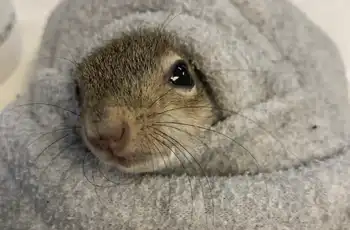 Small rescued squirrel wrapped in towel at the Houston Humane Society Wildlife Rescue Center TWRC.