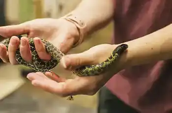 A small snake in the hands of a Texas Wildlife Rescue Center TWRC worker.