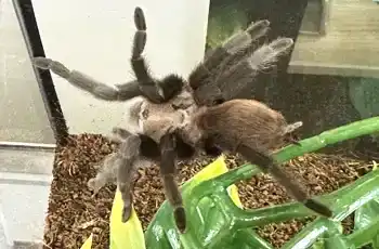 Tiny Tim terantula just hanging out at TWRC.