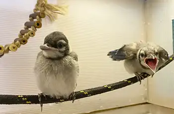 Two small tan and brown birds in a cage at the Texas Wildlife Rescue Center TWRC.