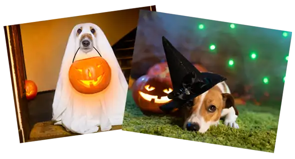 costumed dogs for the Halloween and Fall Festivities blog article