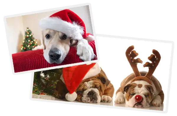 Holiday Activities and Events 2024 blog article image; dogs dressed up for christmas