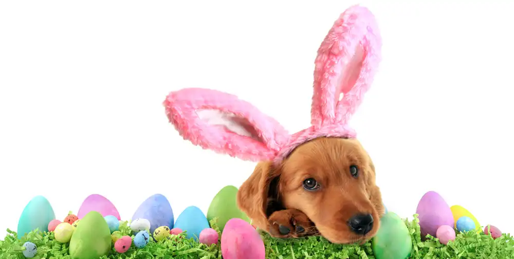 Dog with bunny ears headband laying head on fake grass with Easter eggs surrounding.