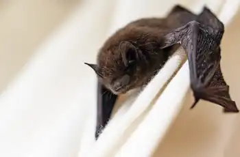 Texas Bat Colonies: Events and Education blog article image; bat grasping texture background.