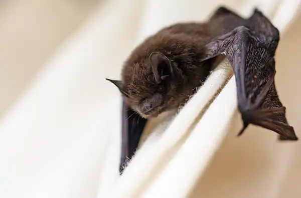 Bat Watching Locations In Texas -Texas Bat Colonies: Events and Education blog article image; bat grasping texture background.