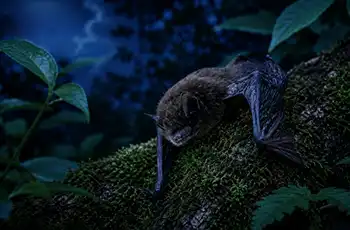 Bat Watching Locations In Texas -Texas Bat Colonies: Events and Education blog article image; bat grasping tree background.