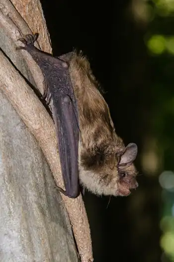 Texas Bat Colonies: Events and Education blog article image; bat hanging from tree.
