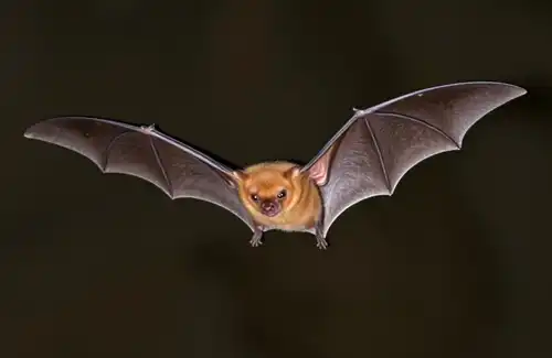Texas Bat Colonies: Events and Education blog article image; bat flying in air on black background.