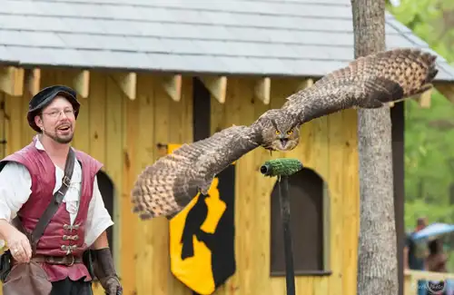 Sherwood Celtic Yuletide Festival man with hawk at bird show called Hawk Walk.