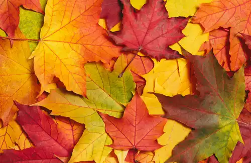 Sugar Land Art and Lego Kids Camps -Sugar Land Art Center and Gallery falling leaves on background.