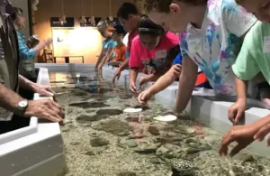Kids at camp touching marine life at Sea Center Texas.