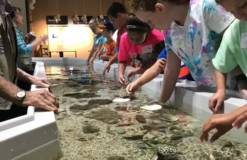Kids at camp touching marine life at Sea Center Texas.