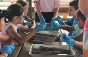 Summer camp kids at Sea Center Texas disecting squid with instructor.