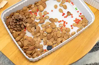 Fall Sensory Bins and Activities for Preschoolers main image showing a tray filled with sensory objects.