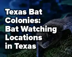 button for Texas Bat Colonies: Bat Watching Locations in Texas blog article